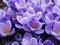 Krókus GRAND MAÎTRE, v črepníku 3l CROCUS GRAND MAÎTRE
