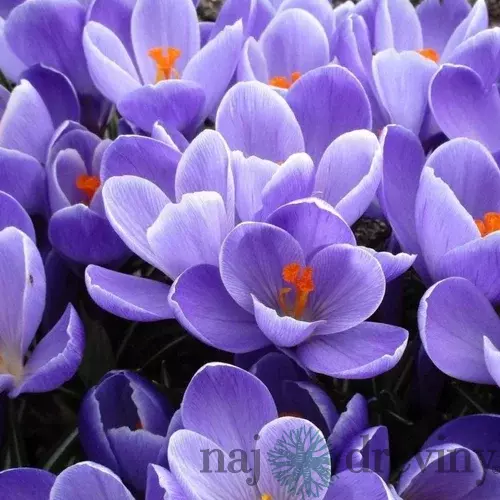 Krókus GRAND MAÎTRE, v črepníku 3l CROCUS GRAND MAÎTRE
