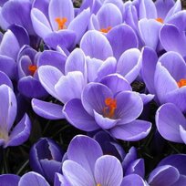 Krókus GRAND MAÎTRE, v črepníku 3l CROCUS GRAND MAÎTRE