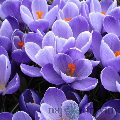 Krókus GRAND MAÎTRE, v črepníku 3l CROCUS GRAND MAÎTRE
