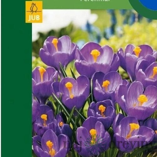 Krókus modrý, 8ks v balení Crocus Blue