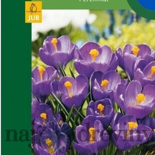 Krókus modrý, 8ks v balení Crocus Blue