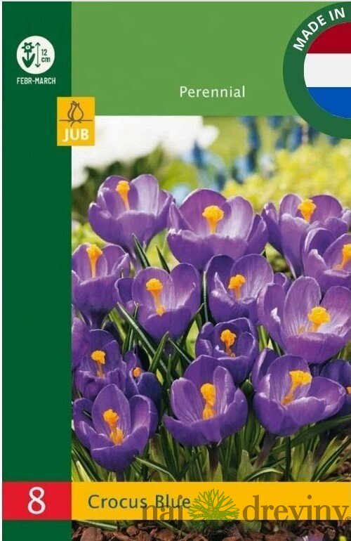 Krókus modrý, 8ks v balení Crocus Blue