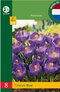Krókus modrý, 8ks v balení Crocus Blue