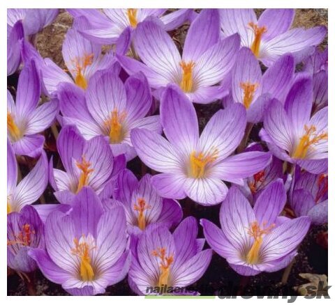 Krókus ‘Speciosus‘, výška 15/+ cm, v črepníku 3l CROCUS SPECIOSUS