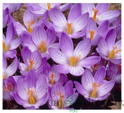 Krókus ‘Speciosus‘, výška 15/+ cm, v črepníku 3l CROCUS SPECIOSUS