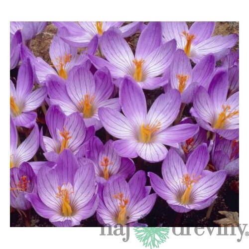 Krókus ‘Speciosus‘, výška 15/+ cm, v črepníku 3l CROCUS SPECIOSUS