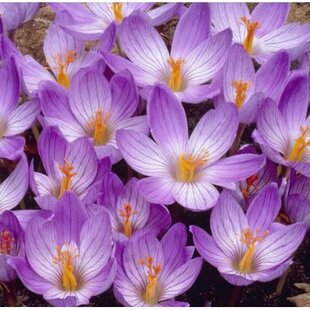 Krókus ‘Speciosus‘, výška 15/+ cm, v črepníku 3l CROCUS SPECIOSUS