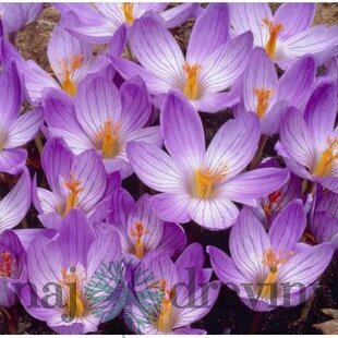 Krókus ‘Speciosus‘, výška 15/+ cm, v črepníku 3l CROCUS SPECIOSUS