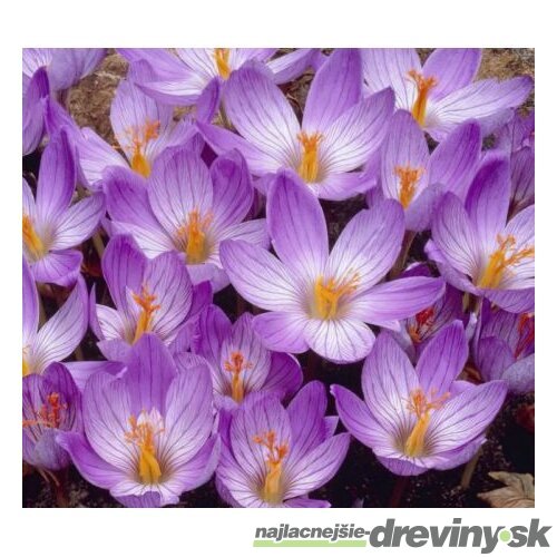 Krókus ‘Speciosus‘, výška 15/+ cm, v črepníku 3l CROCUS SPECIOSUS