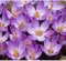 Krókus ‘Speciosus‘, výška 15/+ cm, v črepníku 3l CROCUS SPECIOSUS