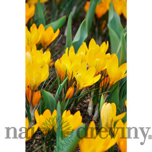 Krókus žltý, 8ks v balení Crocus Yellow