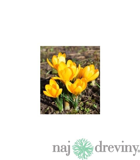 Krókus žltý, v črepníku 3l Crocus Yellow