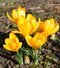 Krókus žltý, v črepníku 3l Crocus Yellow