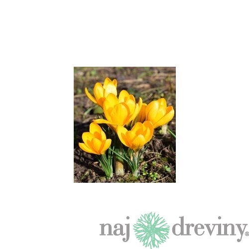 Krókus žltý, v črepníku 3l Crocus Yellow