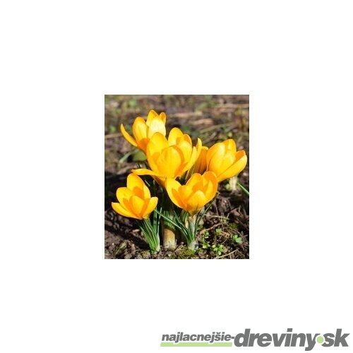 Krókus žltý, v črepníku 3l Crocus Yellow