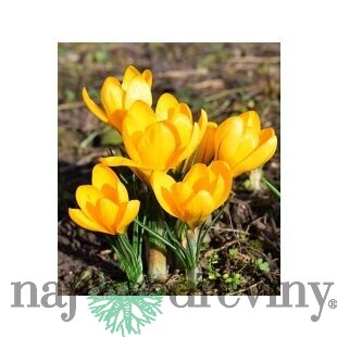 Krókus žltý, v črepníku 3l Crocus Yellow