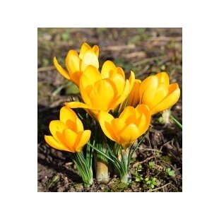 Krókus žltý, v črepníku 3l Crocus Yellow