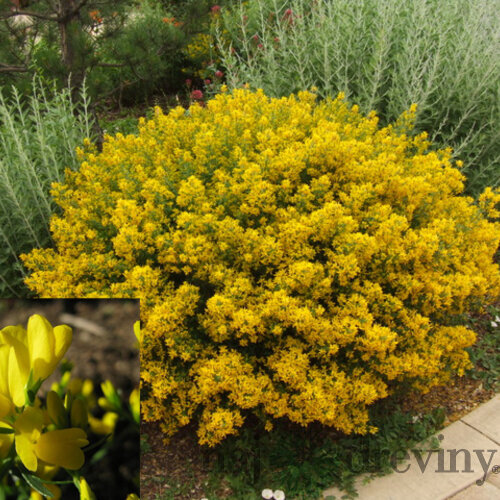 Kručinka lýdijská, výška 25/45 cm, v črepníku 2l Genista lydia