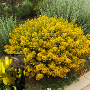 Kručinka lýdijská, výška 25/45 cm, v črepníku 2l Genista lydia