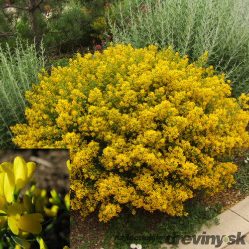 Kručinka lýdijská, výška 25/45 cm, v črepníku 2l Genista lydia