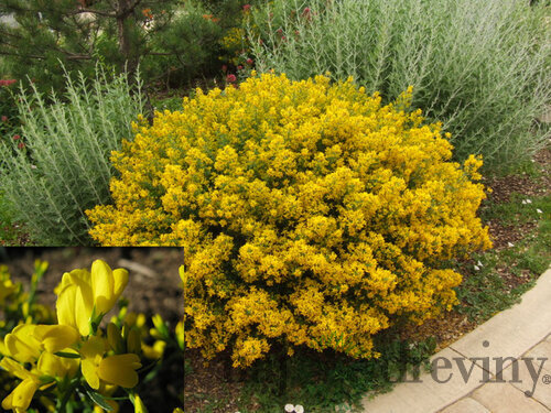 Kručinka lýdijská, výška 25/45 cm, v črepníku 2l Genista lydia