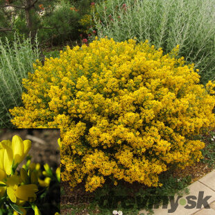 Kručinka lýdijská, výška 25/45 cm, v črepníku 2l Genista lydia