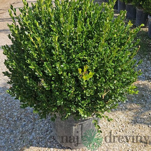 Krušpán Faulkner, guľa priemer 50/60 cm, v črepníku 30l Buxus sempervirens