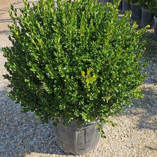 Krušpán Faulkner, guľa priemer 50/60 cm, v črepníku 30l Buxus sempervirens