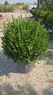 Krušpán Faulkner, guľa priemer 50/60 cm, v črepníku 30l Buxus sempervirens