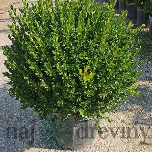 Krušpán Faulkner, guľa priemer 50/60 cm, v črepníku 30l Buxus sempervirens