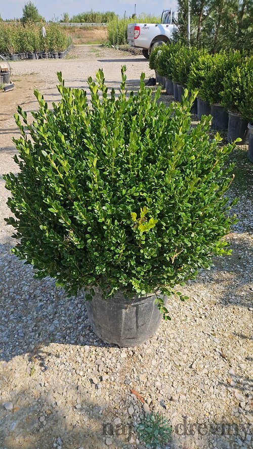 Krušpán Faulkner, guľa priemer 50/60 cm, v črepníku 30l Buxus sempervirens