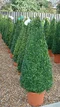 Krušpán topiary ihlan 40/60 cm, v črepníku Buxus sempervirens topiary