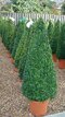 Krušpán topiary ihlan 40/60 cm, v črepníku Buxus sempervirens topiary