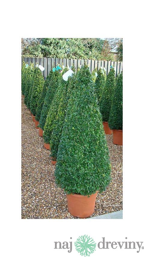 Krušpán topiary ihlan 40/60 cm, v črepníku Buxus sempervirens topiary
