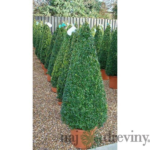 Krušpán topiary ihlan 40/60 cm, v črepníku Buxus sempervirens topiary