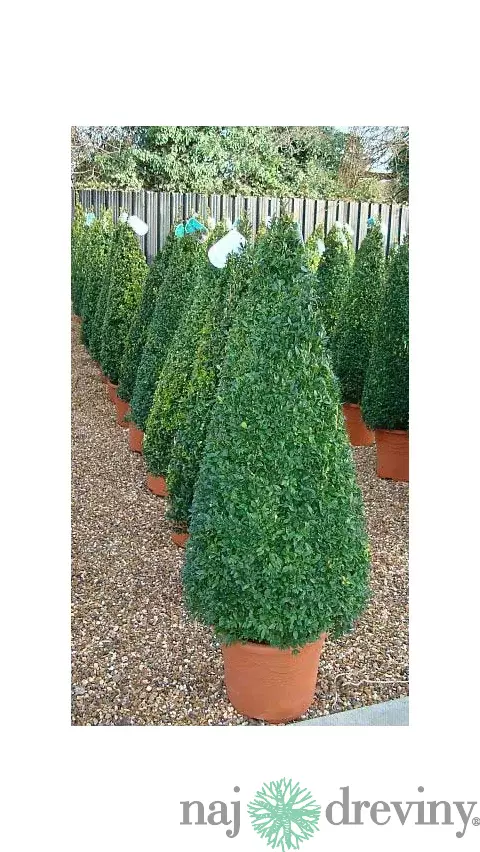 Krušpán topiary ihlan 40/60 cm, v črepníku Buxus sempervirens topiary