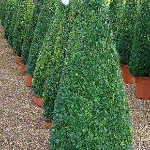 Krušpán topiary ihlan 40/60 cm, v črepníku Buxus sempervirens topiary