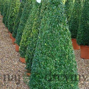 Krušpán topiary ihlan 40/60 cm, v črepníku Buxus sempervirens topiary