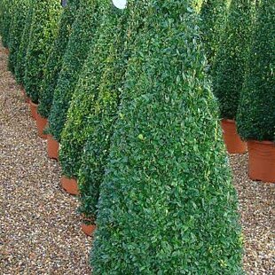 Krušpán topiary ihlan 40/60 cm, v črepníku Buxus sempervirens topiary