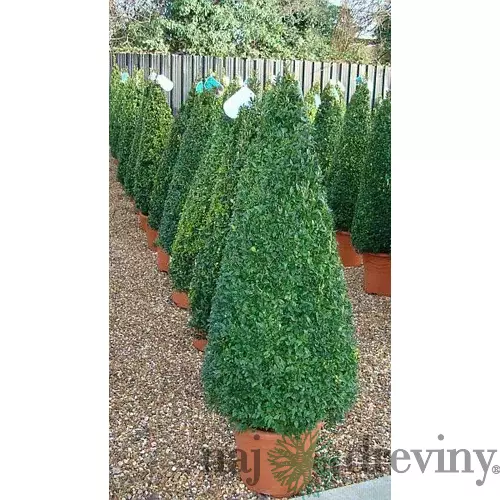 Krušpán topiary ihlan 40/60 cm, v črepníku Buxus sempervirens topiary