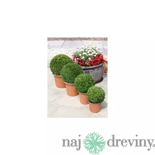 Krušpán vždyzelený Guľa 20 cm priemer, v črepníku Buxus sempervirens topiary ball