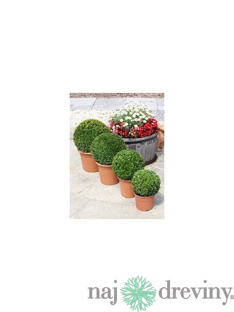 Krušpán vždyzelený Guľa 20 cm priemer, v črepníku Buxus sempervirens topiary ball