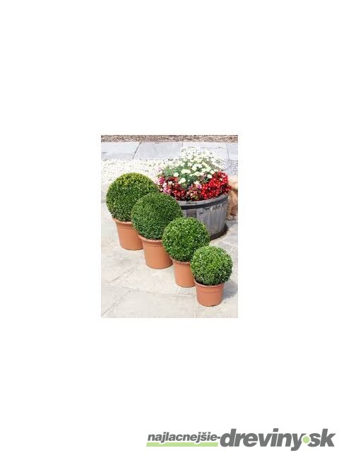 Krušpán vždyzelený Guľa 20 cm priemer, v črepníku Buxus sempervirens topiary ball