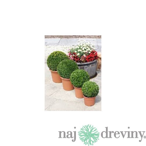 Krušpán vždyzelený Guľa 20 cm priemer, v črepníku Buxus sempervirens topiary ball