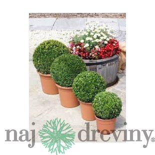 Krušpán vždyzelený Guľa 20 cm priemer, v črepníku Buxus sempervirens topiary ball