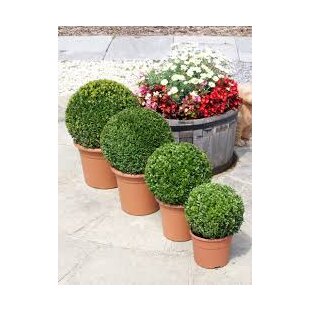 Krušpán vždyzelený Guľa 20 cm priemer, v črepníku Buxus sempervirens topiary ball