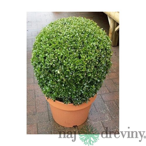 Krušpán vždyzelený Guľa priemer 33+ cm, v črepníku Buxus semprevirens