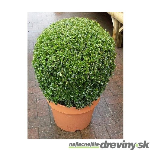 Krušpán vždyzelený Guľa priemer 33+ cm, v črepníku Buxus semprevirens