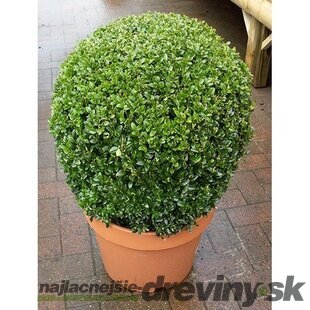Krušpán vždyzelený Guľa priemer 33+ cm, v črepníku Buxus semprevirens